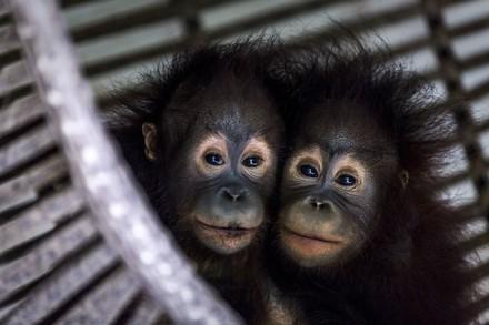 Two orphaned orangutans