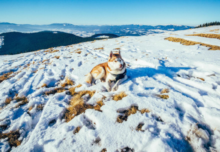 Husky couché dans la neige sur une montagne