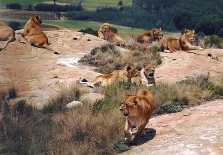 Lions in LIONSROCK