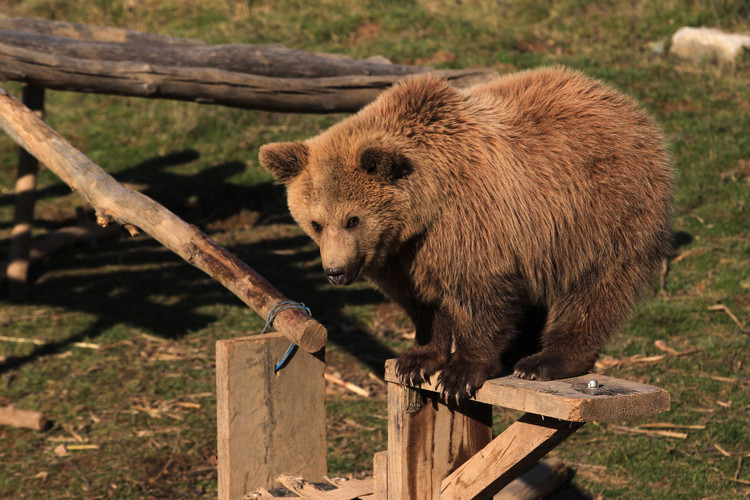 Bear at BEAR SANCTUARY Prishtina