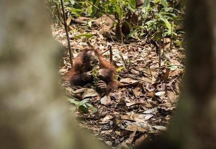 Un orphelin orang-outan mangeant des termites