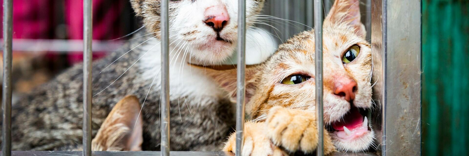 Deux chats dans une cage destiné à être consommés
