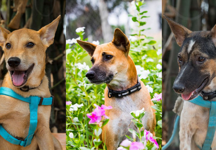 Dog meat trade survivors Jack, Lucky, and Novel