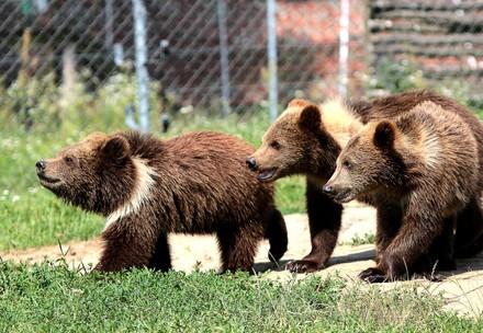 Rescue Bear Cubs Jenny, Toby and Moris