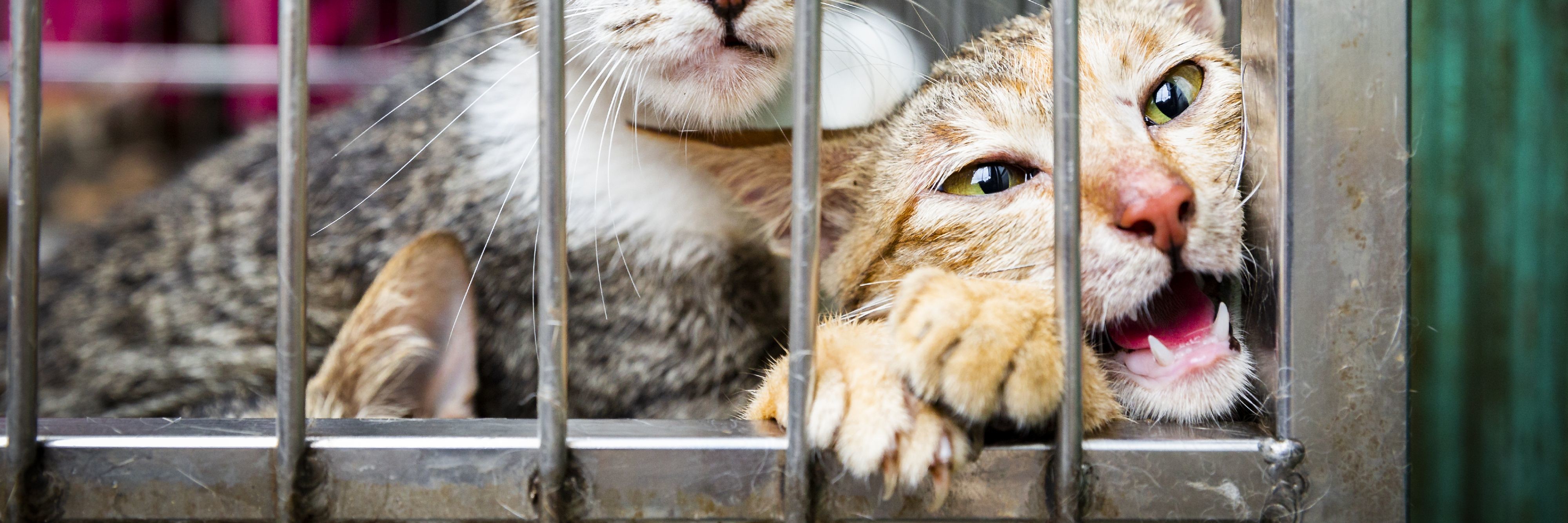Hunde Katzen Fleischhandel Hunde Und Katzenfleischhandel Sudostasien Protectmillions Eine Kampagne Von Vier Pfoten