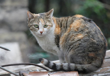 бездомна котка България