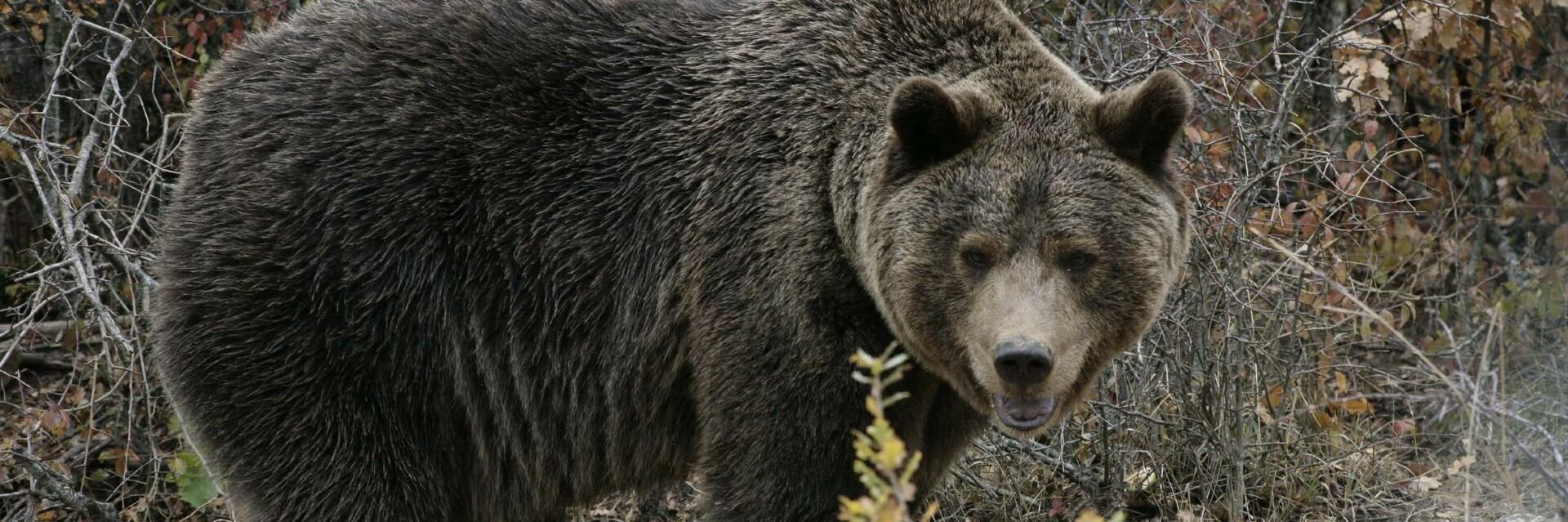 Un ours à Pristina