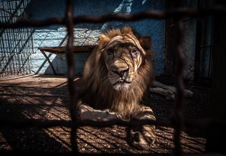 No More Fier Zoo (c) David Wilson