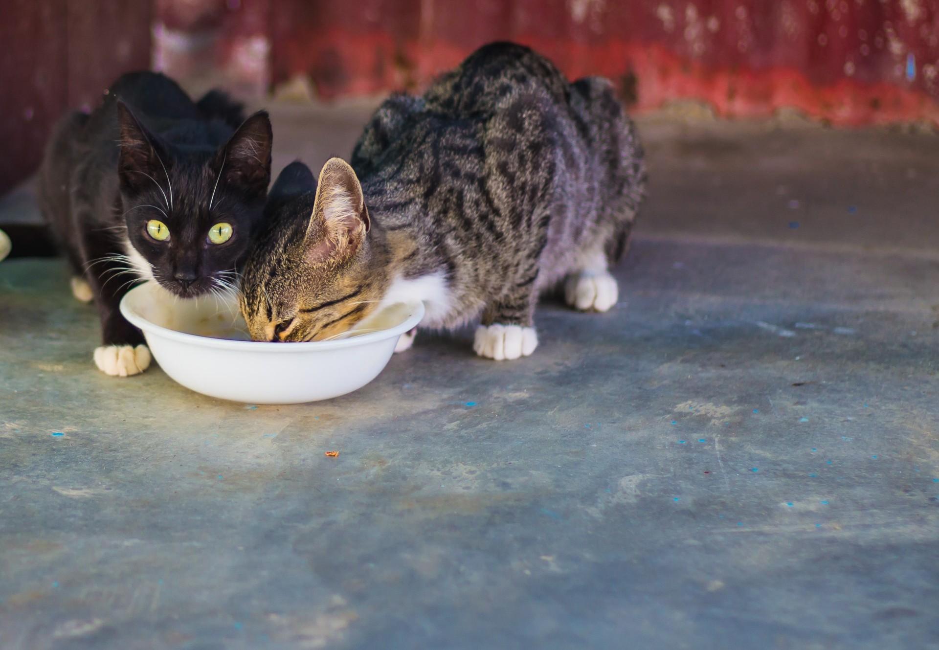 Milk Is Not Good for Cats - FOUR PAWS International - Animal Welfare  Organisation