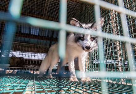 Foxes in a cage at a fur farm