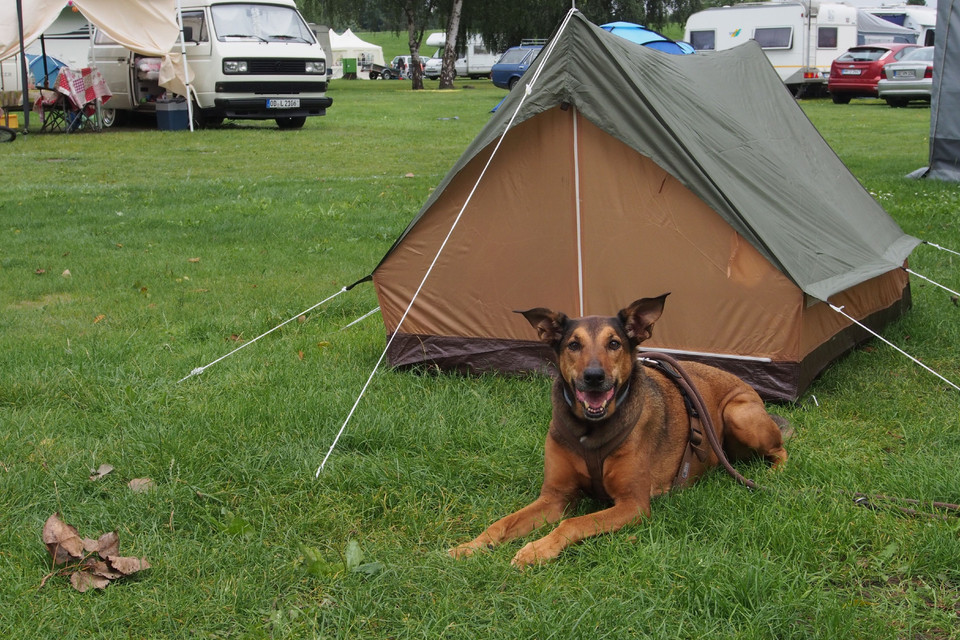 Hund vor einem Zelt