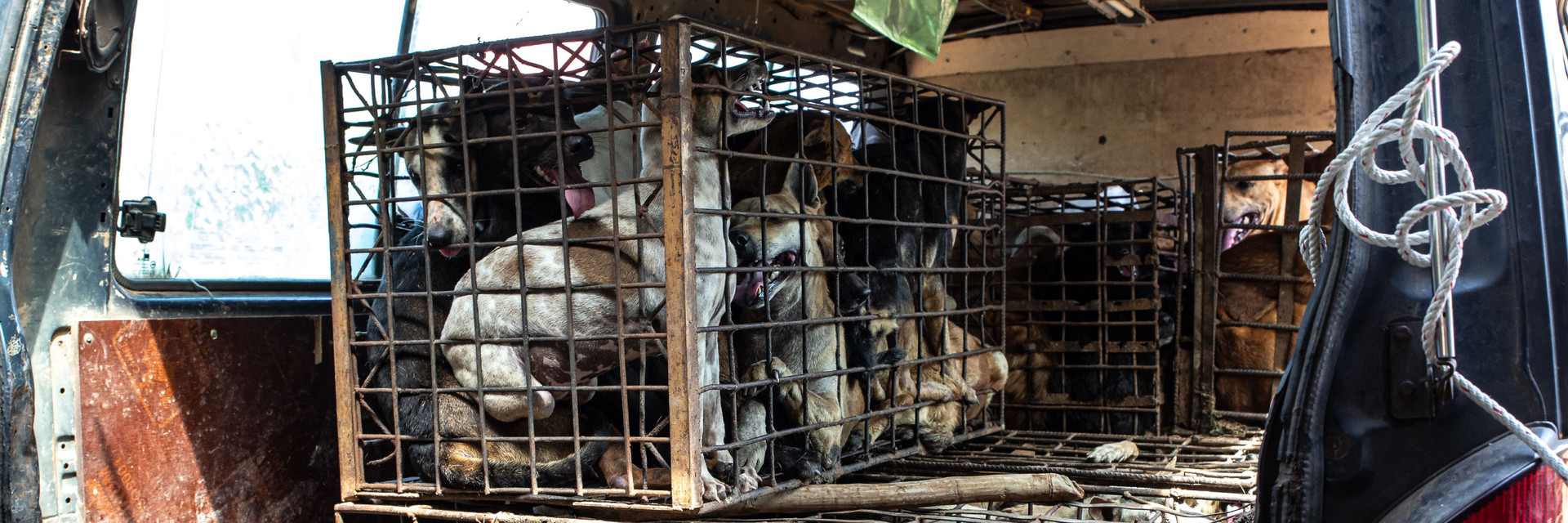 Hunde die vorm Hundefleischhandel gerettet wurden