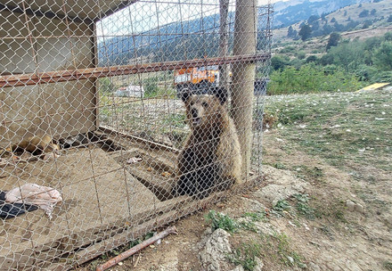 Albanien Bären