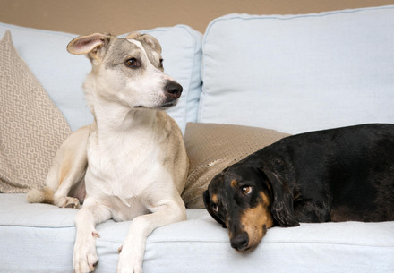 Two dogs on a couch | Responsible Pet Ownership |2020