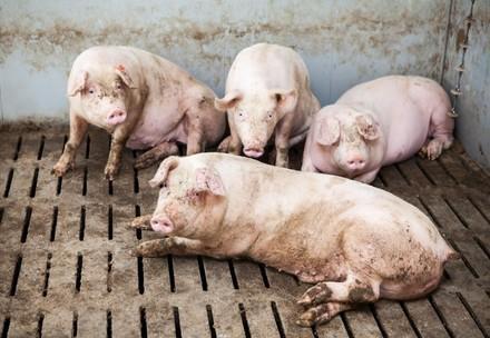 Schweine leiden auf Vollspalenboden