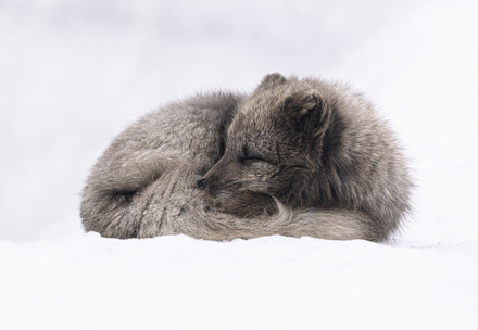Fuchs schläft im Schnee
