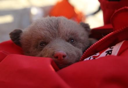 Brown bear cub Andre when rescued 