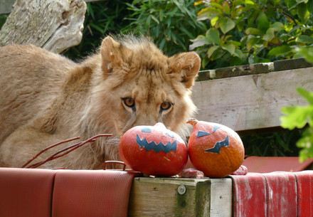 Leeuw Nikola met speciale Halloween verrijking