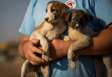 Stray puppies being carried by FOUR PAWS team member