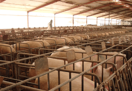 A piggery - many pigs in small confined metal stalls