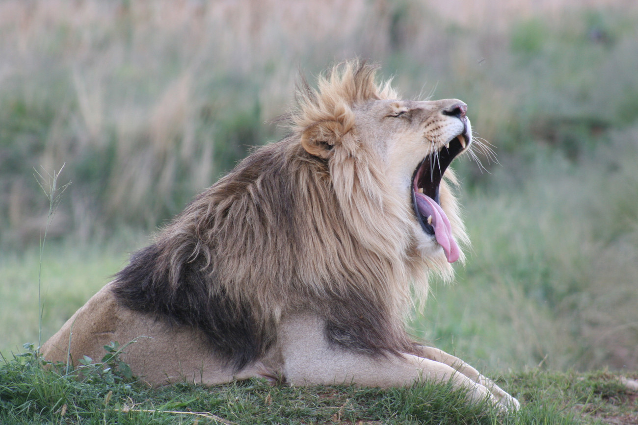 Lion Kimba - LIONSROCK Big Cat Sanctuary - a FOUR PAWS Project