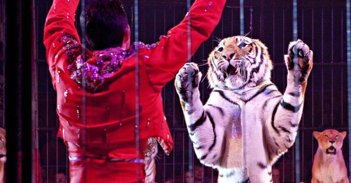 Suffering on Tour: Wild Animals in Circuses - FOUR PAWS Australia - Animal  Welfare Charity