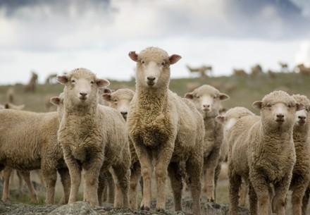 Sheep in Australia