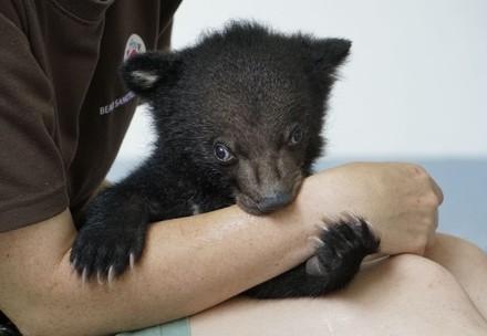 Le sauvetage des oursons Mochi, Nara et Nikko