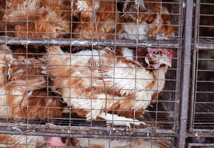 Chickens crammed together in a small cage