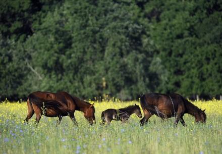 Wild Horses in Romania