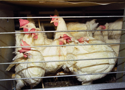 Caged animals in factory farms