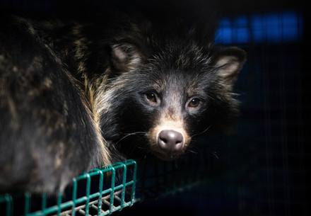 Raccoon dog in a cage at a fur farm