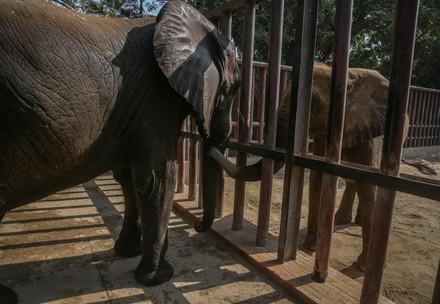 Two african elephants in Karachi zoo