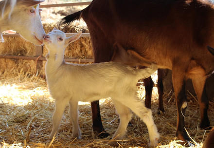 Baby goat with mother goat