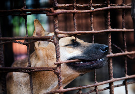 Hunde- und Katzenfleischhandel in Südostasien