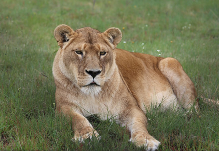 Lioness at LIONSROCK