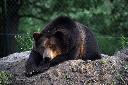 Bear laying on a rock 