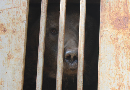 Sauvetage d’urgence en Ukraine: un ours abandonné dans son enclos endommagé