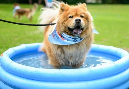 dog cooling down in pool