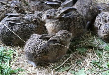 Group of young hares
