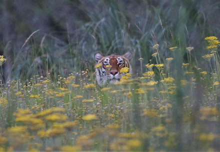 Tiger Bela