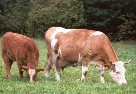 L'élevage des veaux par leur mère ou par des vaches nourrices