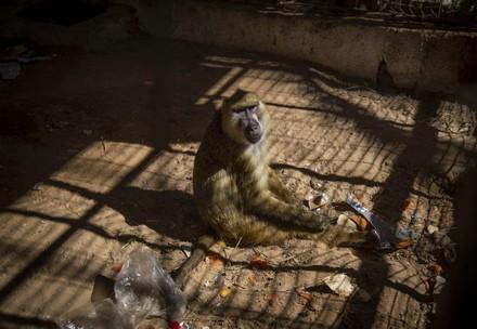 Elend, wohin man sieht, im Rafah Zoo in Gaza (c) VIER PFOTEN