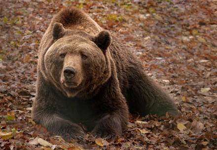 Bear Balou at BEAR SANCTUARY Mueritz