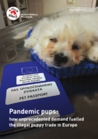 Pandemic Pups
