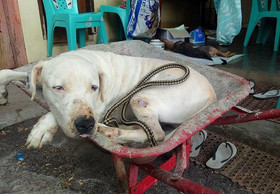 Triumph von VIER PFOTEN und Bündnispartnern: Hunde- und Katzenfleisch soll in Indonesien endlich verboten werden