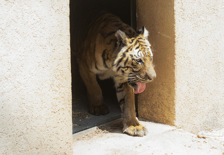 Tiger from Argentina is settling in