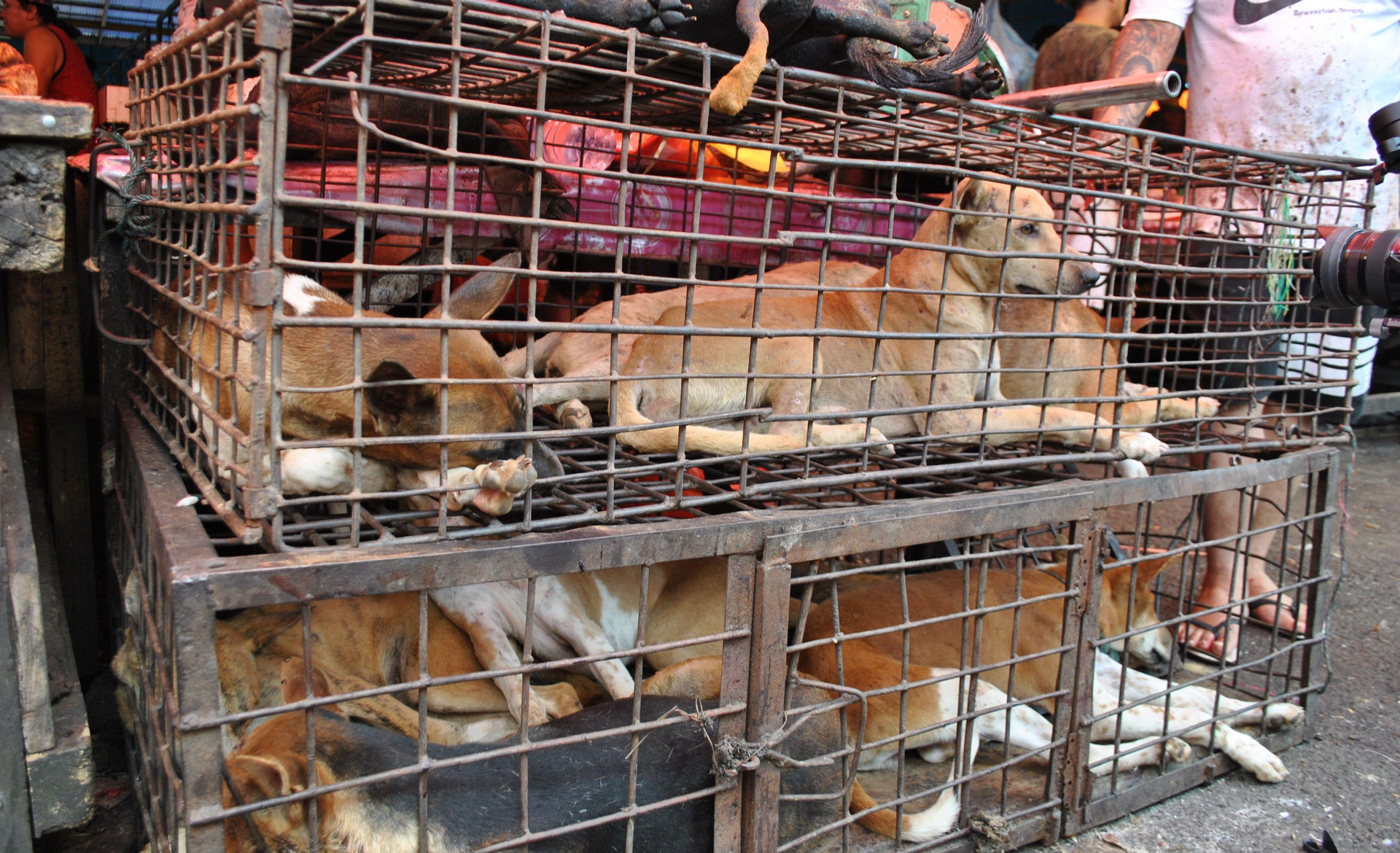 Live market in Indonesia with dogs in cages awaiting slaughter