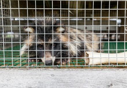 Maderhund im Käfig auf Pelzfarm