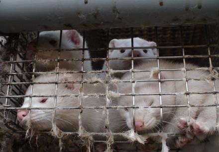 Mink in a small cage